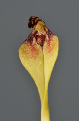 Bulbophyllum contorisepalum. Close-up.