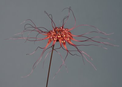 Bulbophyllum gracillimum. Close-up.