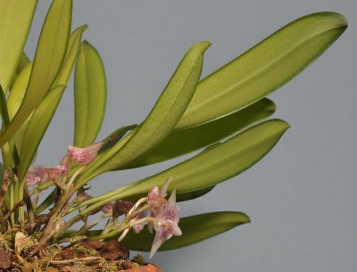 Bulbophyllum infundibuliforme ssp. infundibuliforme