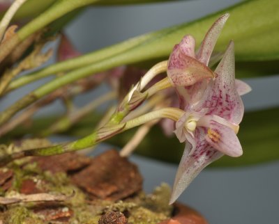 Bulbophyllum infundibuliforme ssp. infundibuliforme. Close-up.