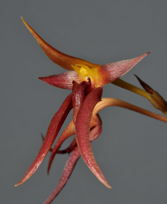 Bulbophyllum levanae. Close-up.