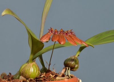 Bulbophyllum pumilio.