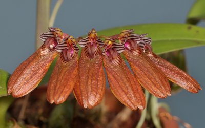 Bulbophyllum pumilio. Close-up.