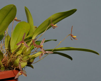 Bulbophyllum sp.