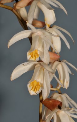 Coelogyne rhabdobulbon