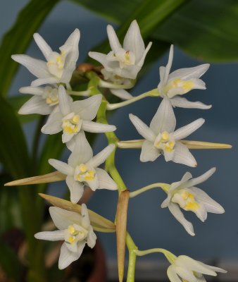 Coelogyne flexuosa. Closer.