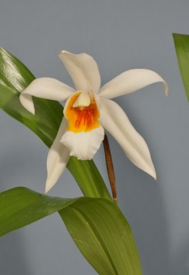 Coelogyne Memoria William Micholitz