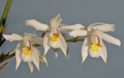 Coelogyne sanderiana. Closer.