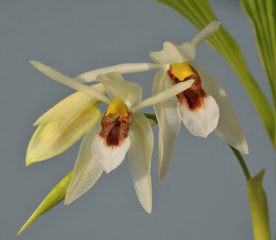 Coelogyne sp. aff. fragrans. Closer.