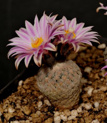 Turbinicarpus pectinatus