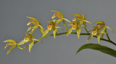 Coelogyne chloroptera. Closer.