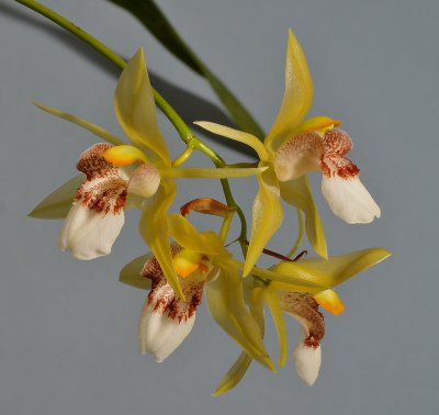 Coelogyne sorted on section