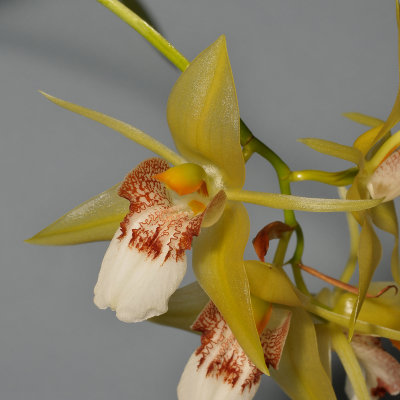 Coelogyne marmorata. Close-up.