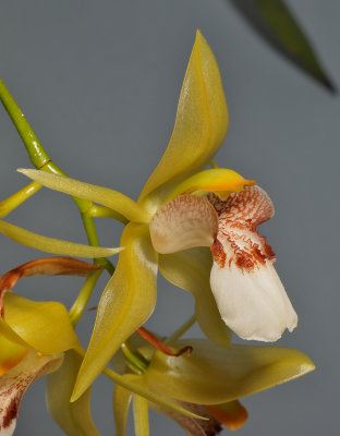 Coelogyne marmorata. Close-up side.