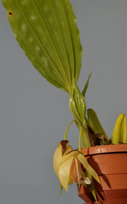 Coelogyne septemcostata