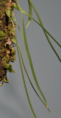 Bulbophyllum centrosemiflorum