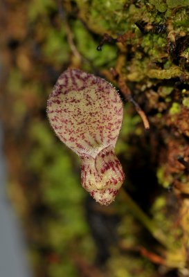 Bulbophyllum centrosemiflorum. Close-up.