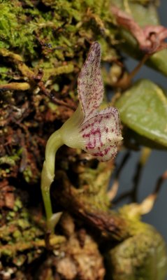 Bulbophyllum centrosemiflorum. Close-up side.