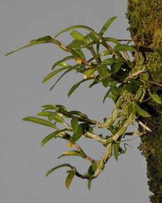 Bulbophyllum fruticulum