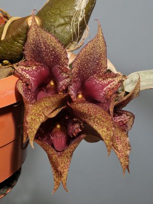 Bulbophyllum macrobulbum. Closer.