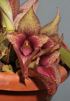 Bulbophyllum macrobulbum. Close-up.