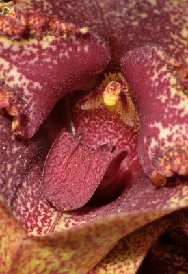 Bulbophyllum macrobulbum. Close-up lip.