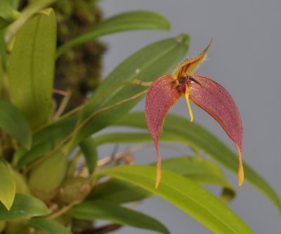 Bulbophyllum nasica. Closer.