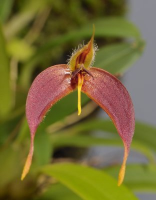 Bulbophyllum nasica. Close-up.