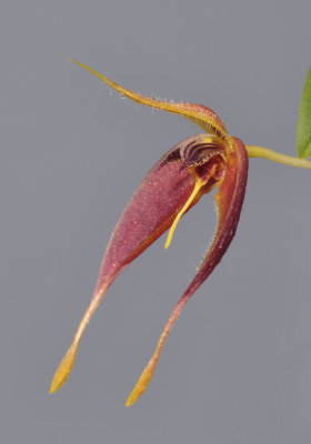 Bulbophyllum nasica. Close-up side.