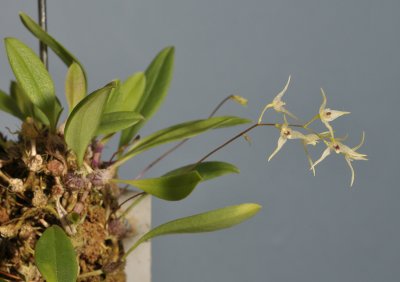 Bulbophyllum oreodoxa
