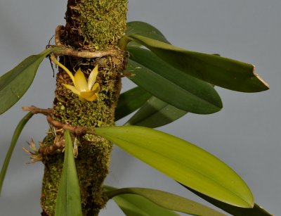 Bulbophyllum sinapis