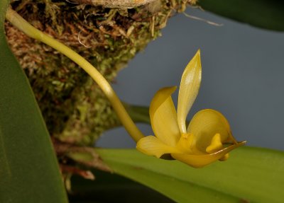 Bulbophyllum sp. Closer.