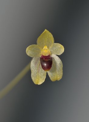 Bulbophyllum spec. Leiden. Close-up.