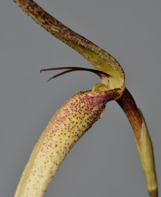 Bulbophyllum urosepalum. Close-up.