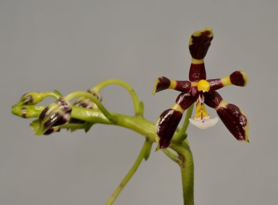 Phalaenopsis mannii