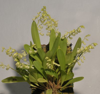 Pleurothallis amparoana