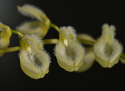 Pleurothallis amparoana. Close-up.