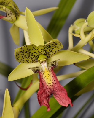 Cymbidiella pardalina. Close-up.