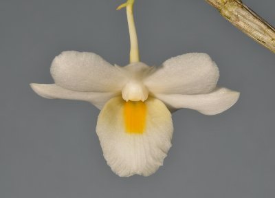 Dendrobium coweniorum