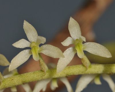 Dendrochilum crassum. Close-up. 20031189.jpg