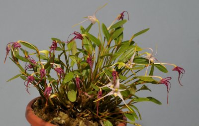 Dendrobium fariniferum. Two colours.