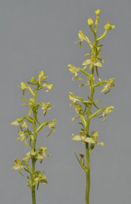 Platanthera chlorantha. Closer.
