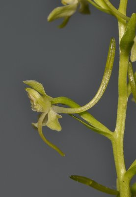 Platanthera chlorantha. Close-up side.