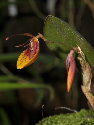 Restrepia mohrii