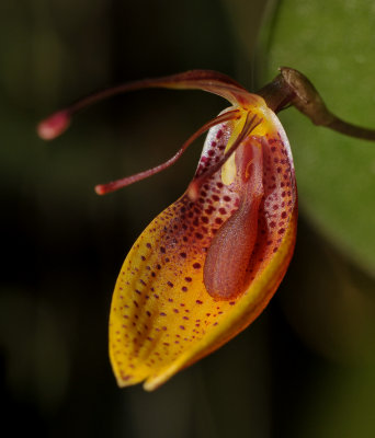 Restrepia mohrii. Close-up.