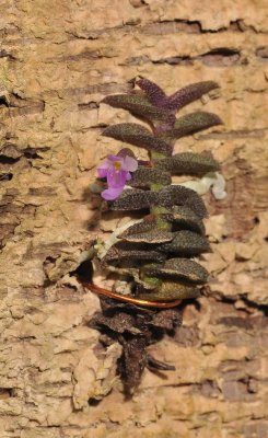 Schoenorchis pygmaea