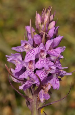 Dactylorhiza majalis subsp. praetermissa.