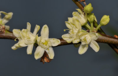 (Erythroxylum coca. Close-up