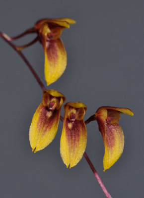 Bulbophyllum hengstumianum. Close-up.