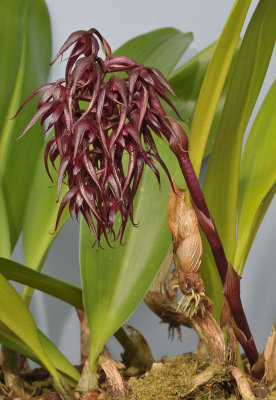 Bulbophyllum lasianthum. Closer.